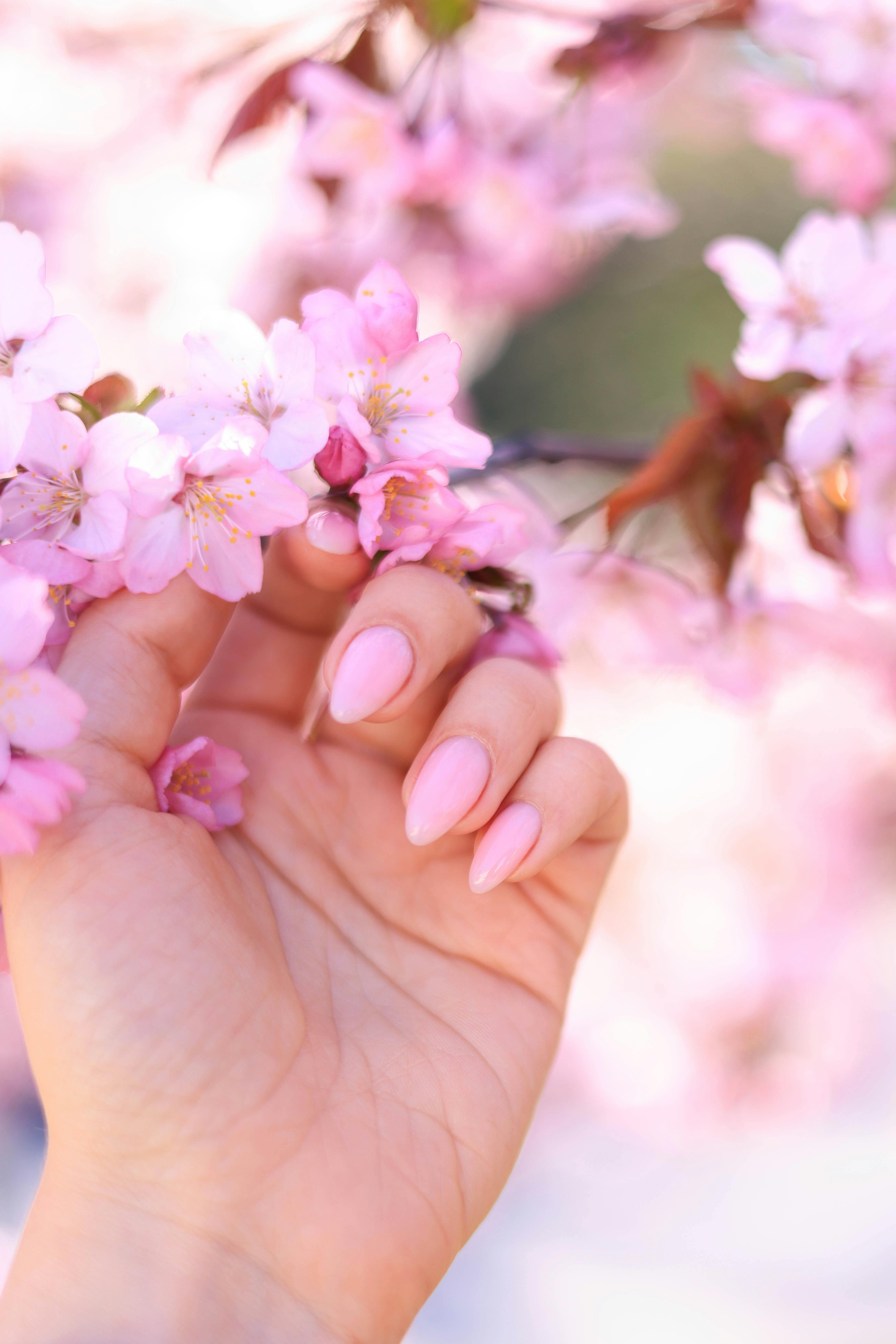 photo of light pink manicure with cherry blossoms